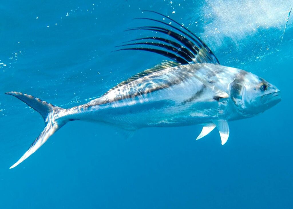 Mastering Roosterfish Fishing in Costa Rica: The Ultimate 2025 Guide
