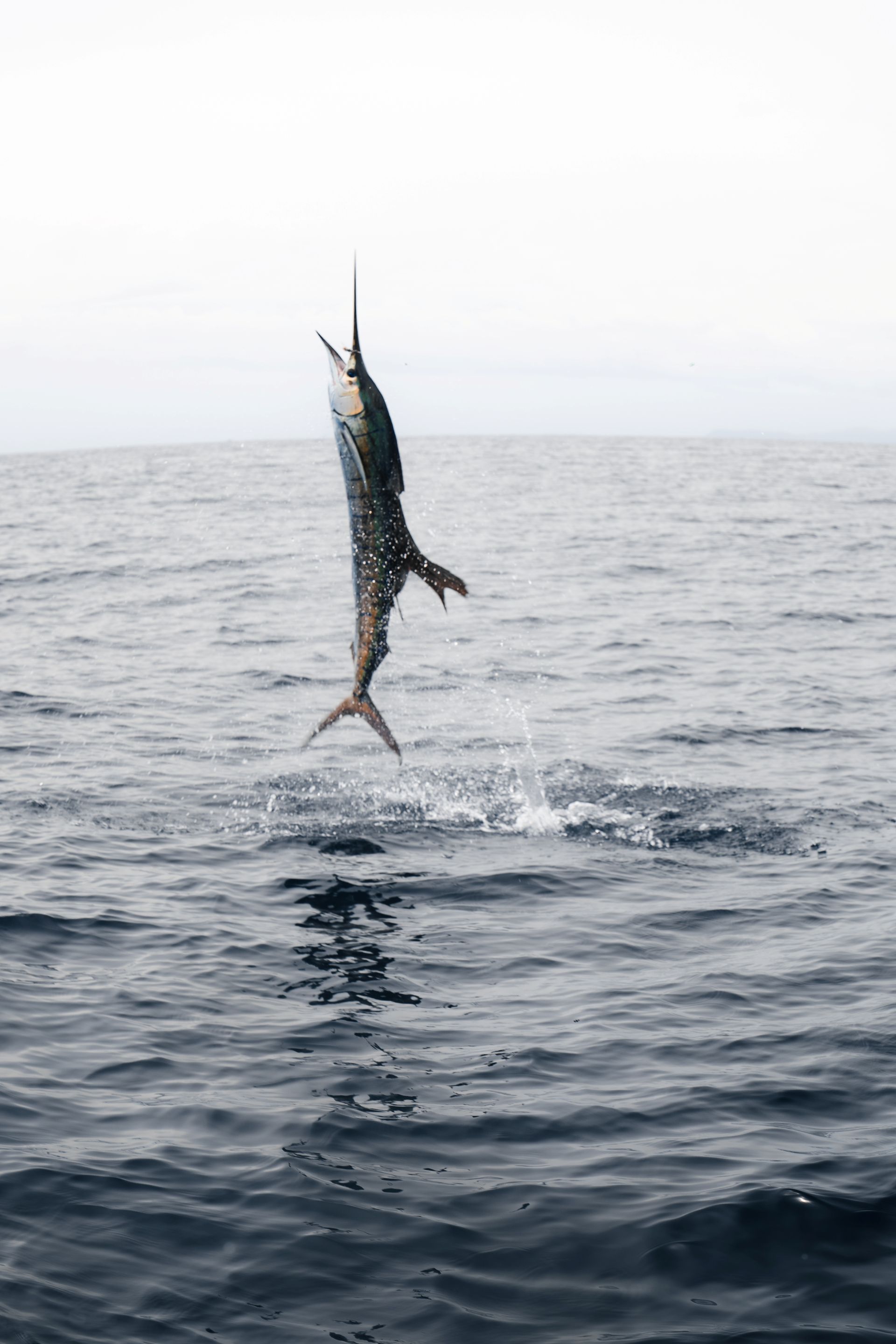 Sport fishing expedition